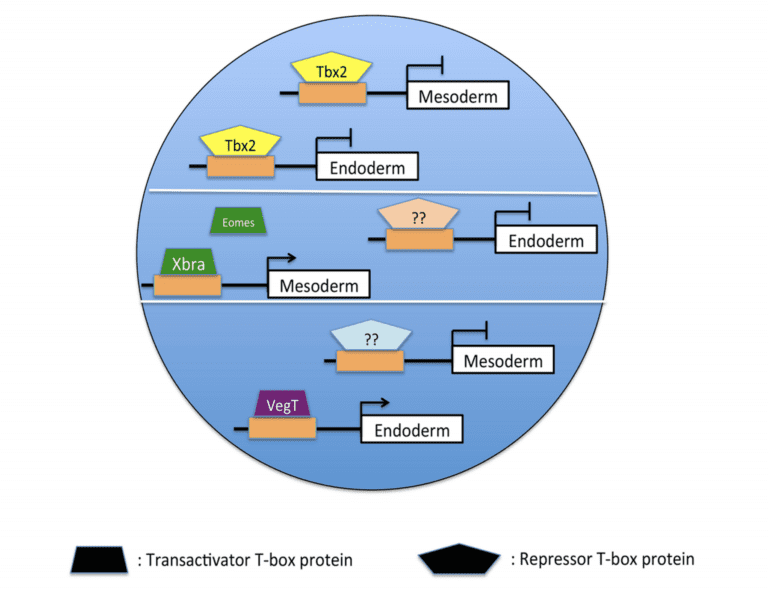 A model of Tbx2-mediated ectodermal specification.