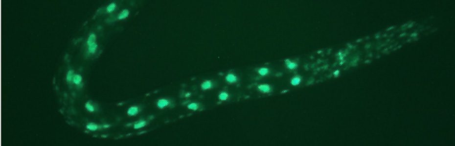 C. elegans cell signaling in the Savage-Dunn Lab.