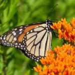 Monarch butterfly