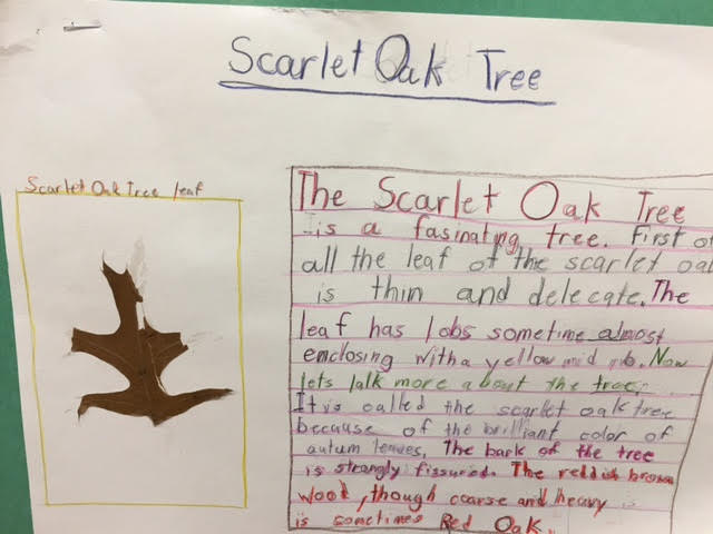 Poster created by Ms. Sussman's 4th grade class about the Scarlet Oak Tree.