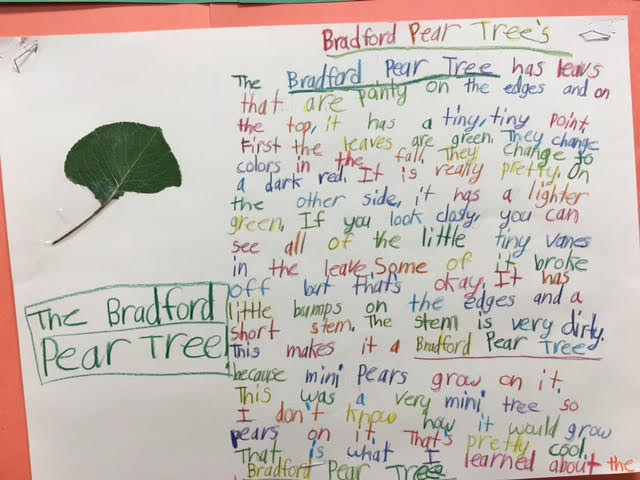 Poster created by Ms. Sussman's 4th grade class about Bradford Pear Tree’s.