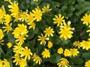 Lesser Celandine