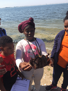 A person holding a horseshoe crab while others observe.