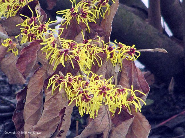 Witch Hazel