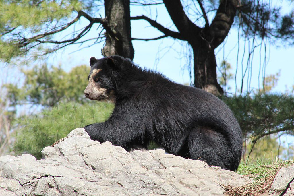 Black bear at Queens Zoo