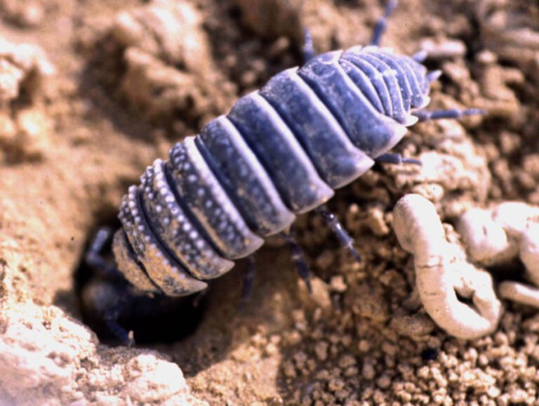 Pill bugs