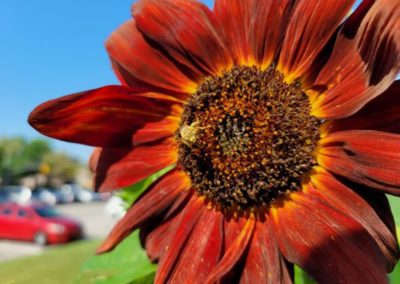 Red Sunflower