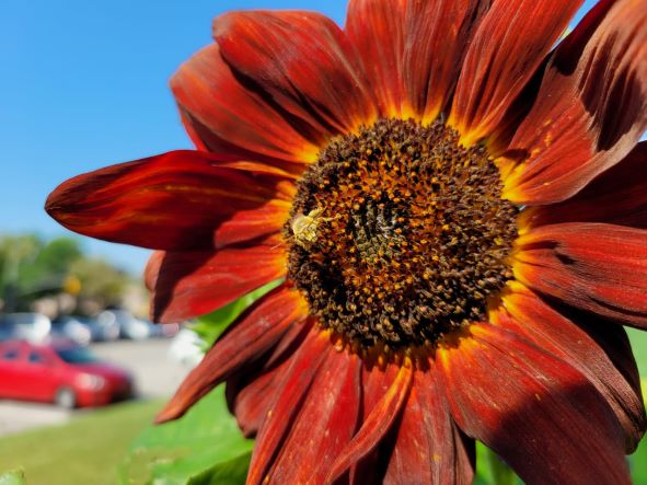 Red Sunflower