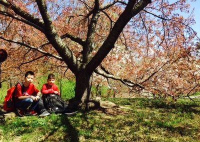 Cherry tree blossomming season at the New York Botanical Garden