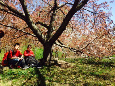 Cherry tree blossomming season at the New York Botanical Garden