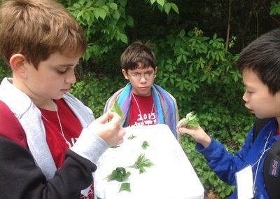 Observing different types of aromatic leaves at Alley Pond Park
