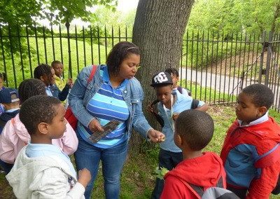 Uncovering the life cycle of trees with nosegays and Norway maples at the Brooklyn Botanical Garden