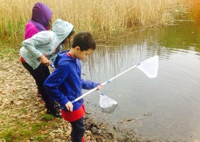 Dip-netting for pond invertebrates from Alley Pond Park, South Pond