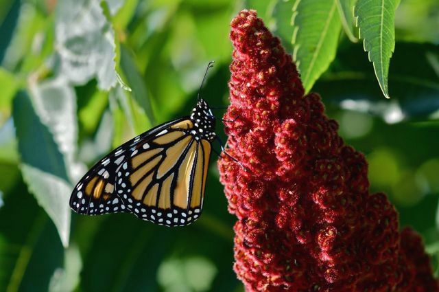 Monarch Butterfly – The Lawrence Hall of Science