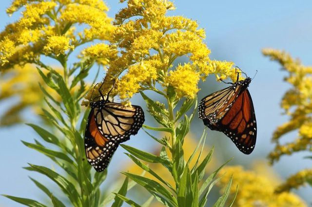 Monarch Butterfly – The Lawrence Hall of Science