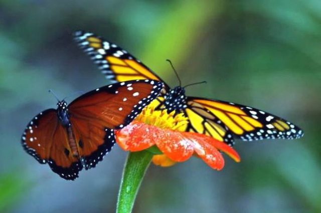 Two Monarch Butterflies on a flower.
