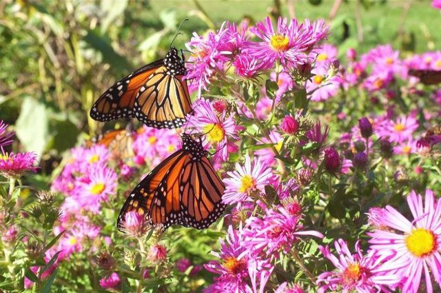 Two monarch butterflies in a field of flowers.
