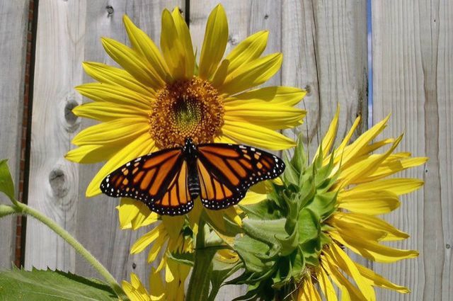 Monarch butterfly on a sunflower.