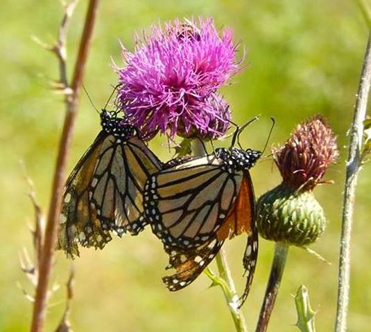 Monarch On Thistle