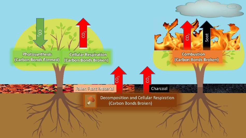 Forest Fire Ecosystem 