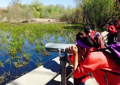 Observing a first spring red-winged blackbird brood of four chicks at the Brooklyn Botanical Garden