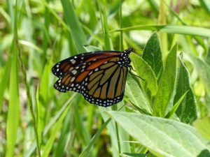 Monarch Butterfly on Swamp Milkweed