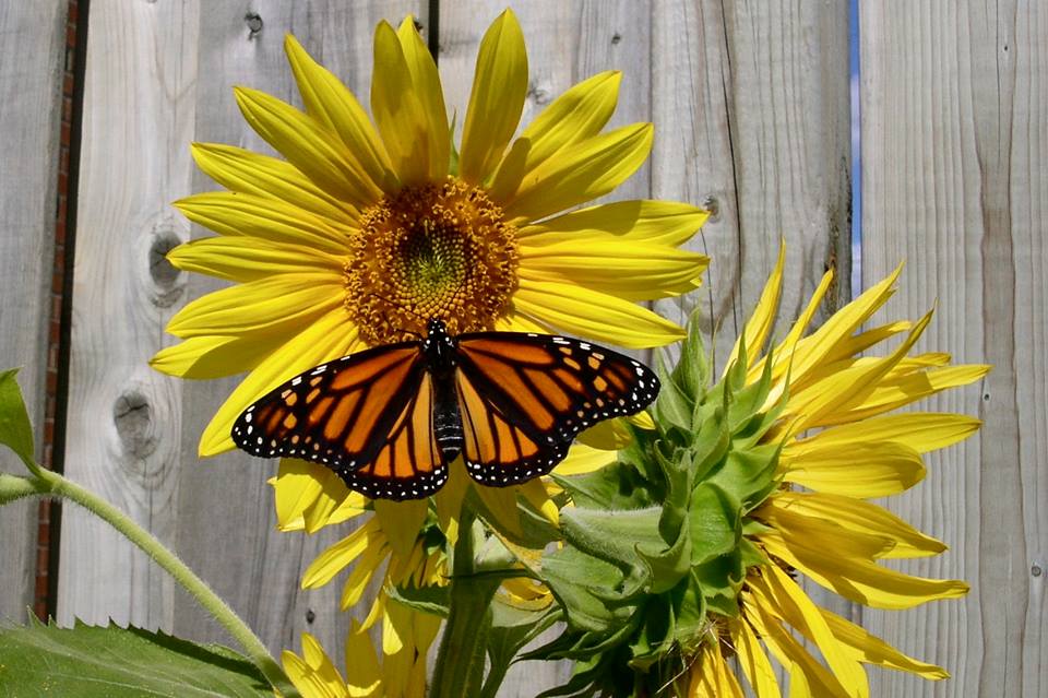 Sunflower Sunflower