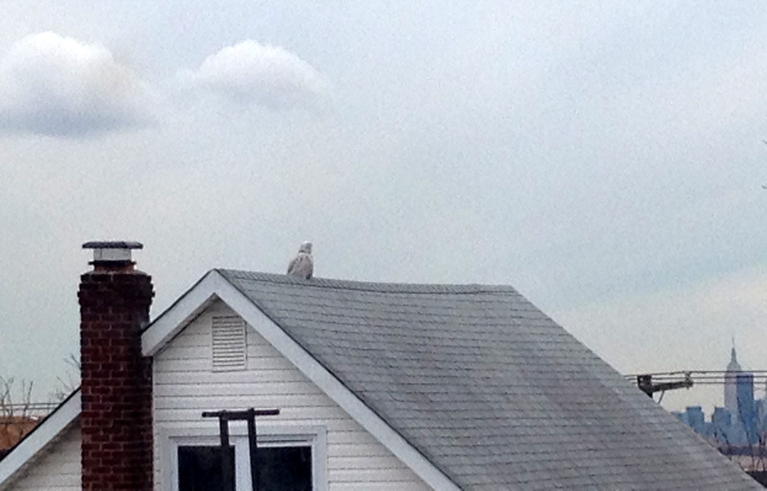 Snowy Owl Snowy Owl