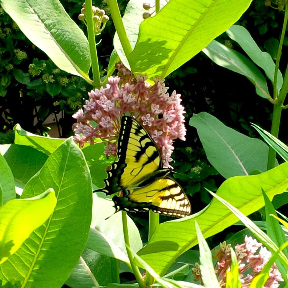 Common Milkweed Common Milkweed