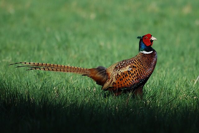 Ring-necked pheasant Ring-necked pheasant