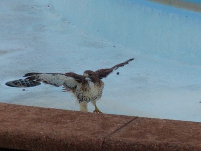 Hawk Hawk
