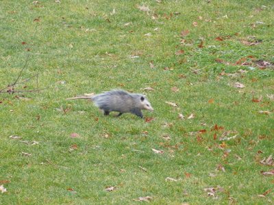 Opossum